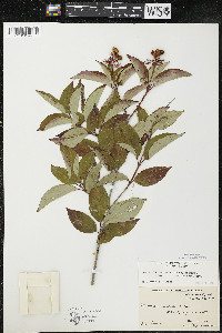 Cornus racemosa image