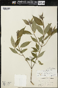 Cornus racemosa image