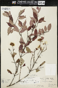 Cornus racemosa image