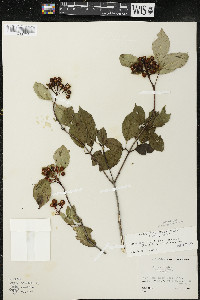 Cornus racemosa image