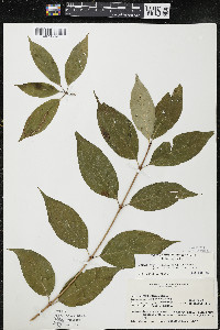 Cornus racemosa image