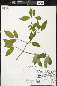 Cornus racemosa image