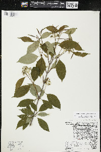 Cornus racemosa image