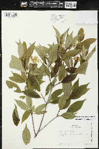 Cornus racemosa image