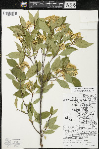 Cornus racemosa image