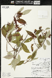 Cornus racemosa image