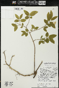 Lonicera canadensis image