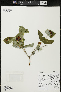 Lonicera dioica image