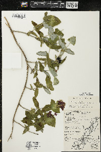 Lonicera dioica image