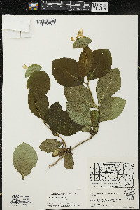 Lonicera hirsuta image