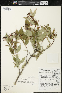 Cornus racemosa image