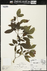 Cornus racemosa image