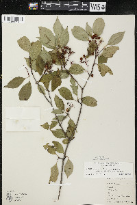 Cornus racemosa image