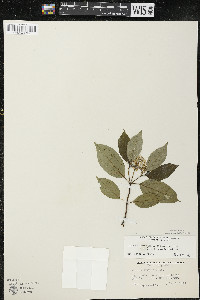 Cornus racemosa image