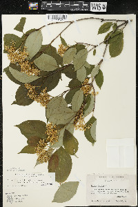 Cornus racemosa image