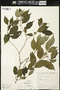 Cornus racemosa image