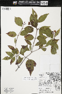 Cornus racemosa image