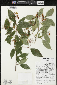 Cornus racemosa image