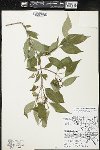 Cornus racemosa image