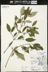 Cornus racemosa image