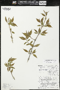 Cornus racemosa image