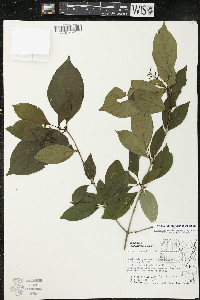 Cornus racemosa image