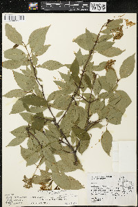 Cornus racemosa image