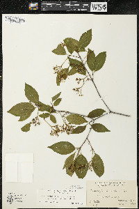 Cornus racemosa image