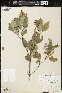 Cornus racemosa image