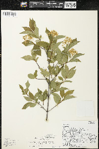 Cornus racemosa image