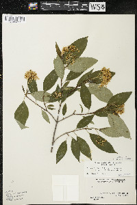 Cornus racemosa image