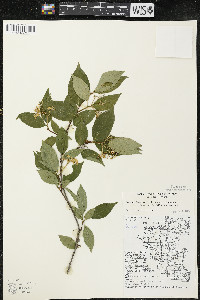 Cornus racemosa image