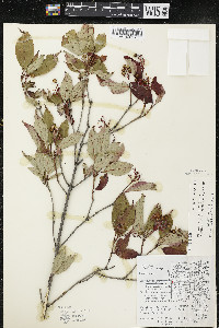 Cornus racemosa image