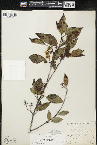 Cornus racemosa image