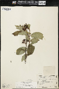 Cornus racemosa image