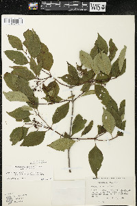Cornus racemosa image