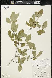 Cornus racemosa image