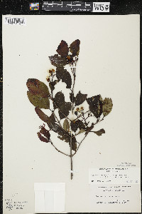 Cornus racemosa image