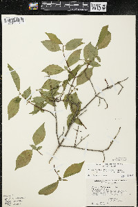 Cornus racemosa image