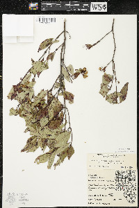 Cornus racemosa image