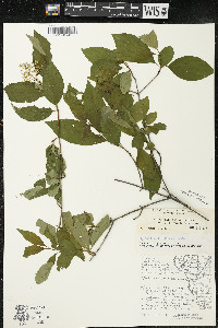 Cornus racemosa image