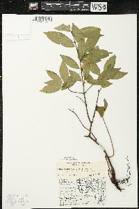 Cornus racemosa image