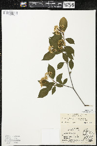 Cornus racemosa image