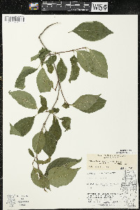 Cornus racemosa image