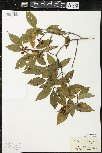 Cornus racemosa image