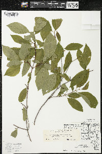 Cornus racemosa image