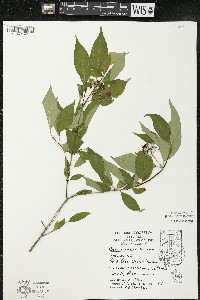 Cornus racemosa image