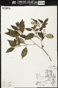 Cornus racemosa image