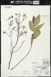 Cornus racemosa image