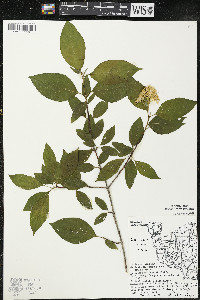 Cornus racemosa image